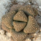 Titanopsis hugo-schlechteri v. alboviridis ©JL Dscf0492